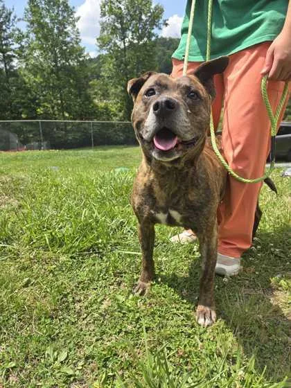 An adult large-sized female Mixed Breed dog named Lulu for adoption in Spruce Pine, NC