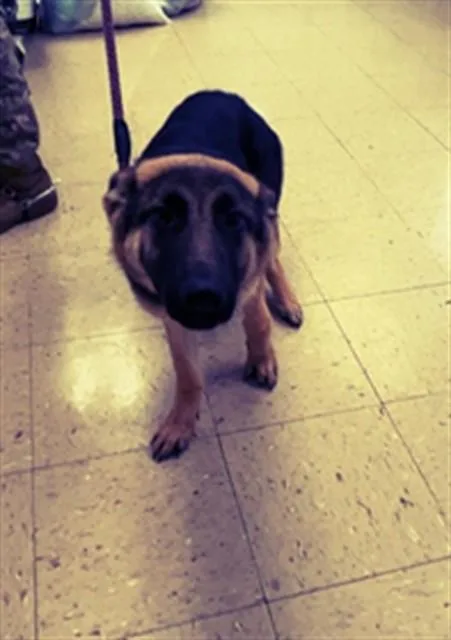 A young medium-sized female German Shepherd Dog dog named Peridot for adoption in Killeen, TX
