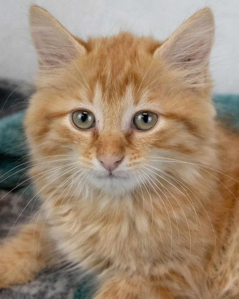 A baby medium-sized male Domestic Medium Hair cat named Acworth for adoption in Kennesaw, GA