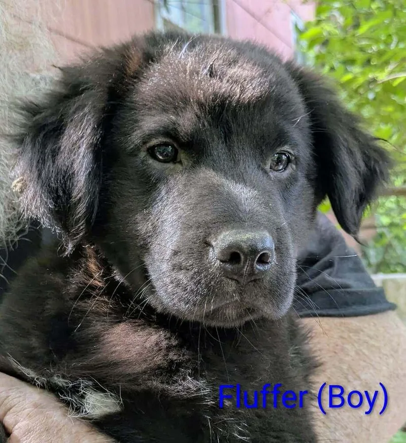 LLP Nina : Fluffer