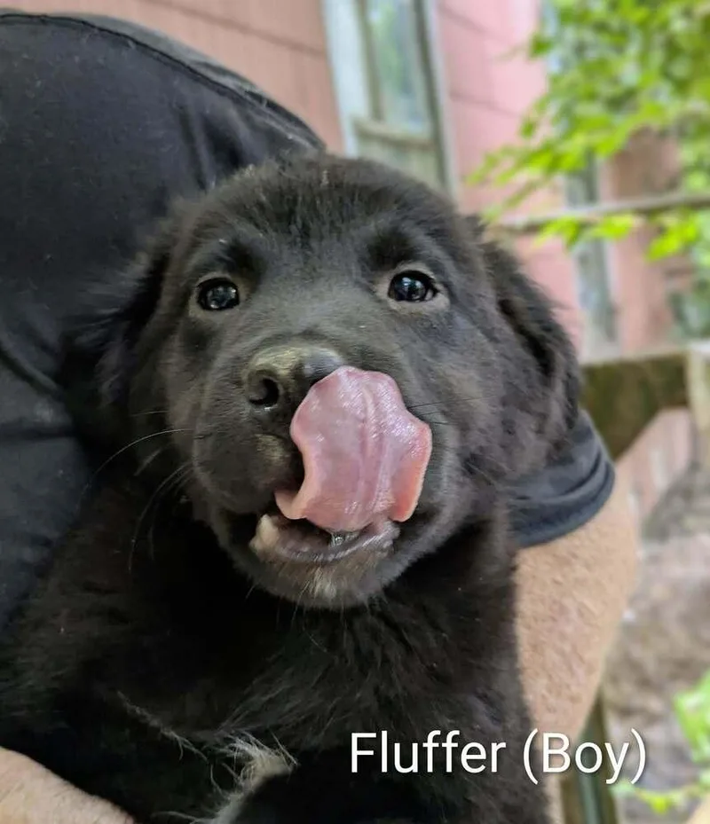LLP Nina : Fluffer thumbnail 2