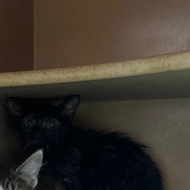 A baby small-sized female Black Domestic Short Hair cat named Tortellini for adoption in Madisonville, KY