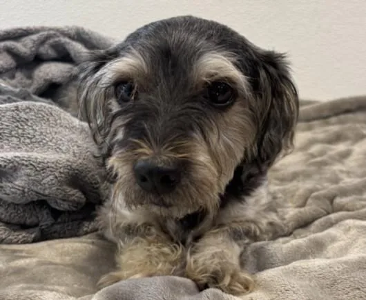 An adult small-sized male Schnauzer dog named Oso for adoption in San Pedro, CA