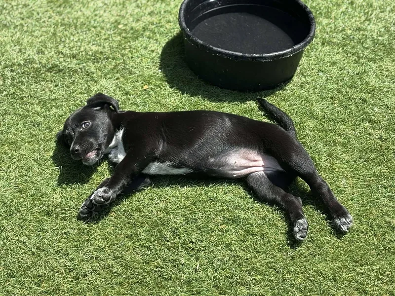 A baby medium-sized female Black Mixed Breed dog named Annie for adoption in Kenosha, WI