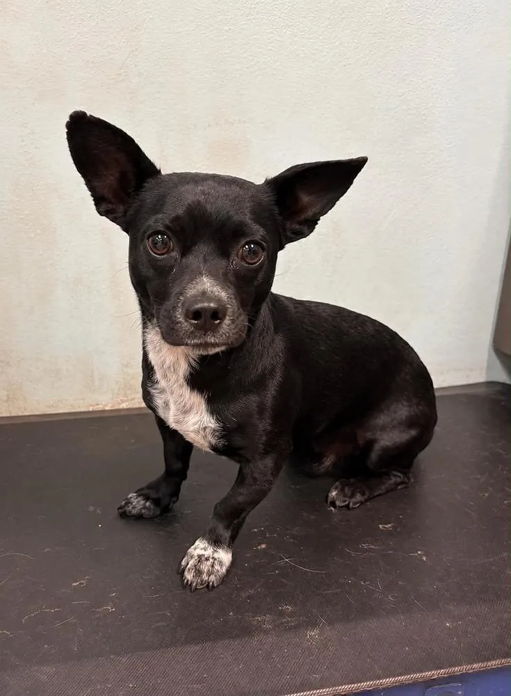 An adult small-sized male Tricolor (Brown, Black, & White) Dachshund dog named Johnny for adoption in Boulder, CO