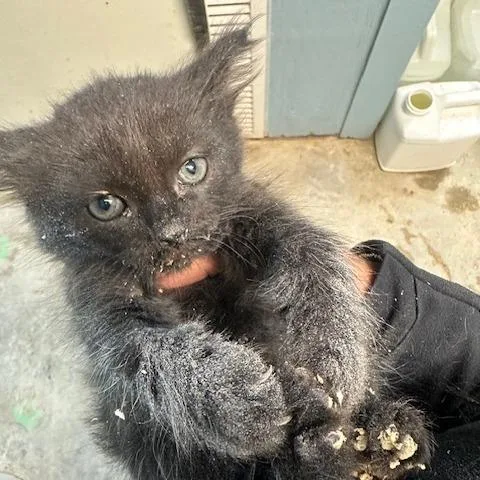 A baby small-sized female Black Domestic Short Hair cat named Eva for adoption in Enterprise, AL