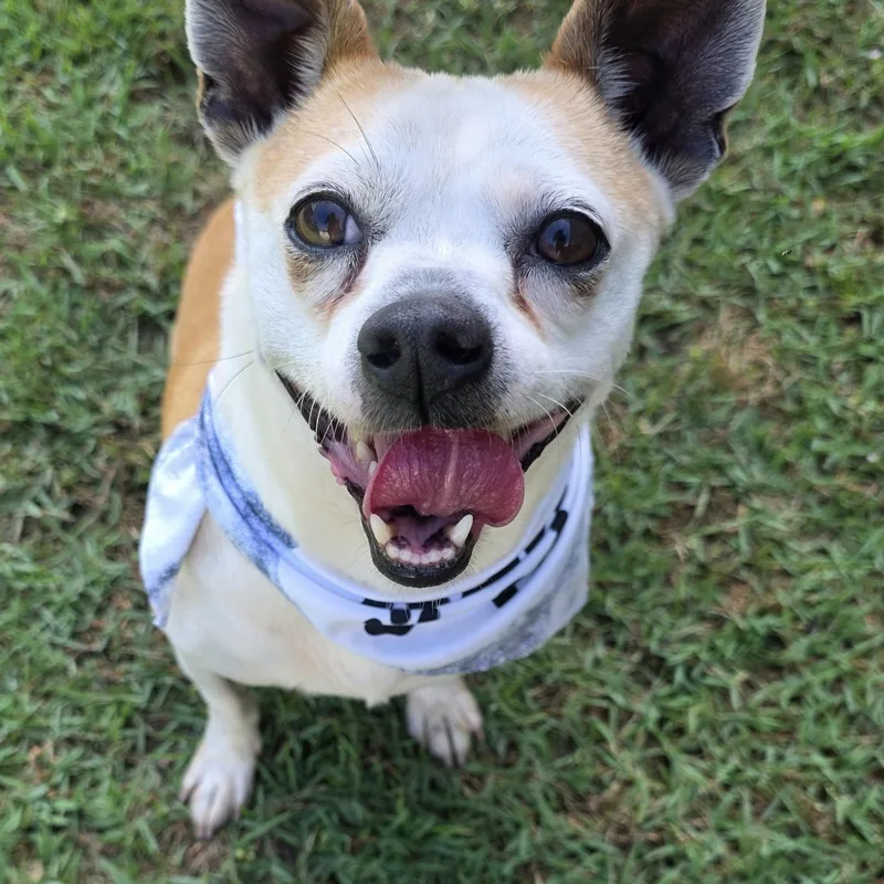 An adult small-sized male Mixed Breed dog named Dude for adoption in Monticello, FL