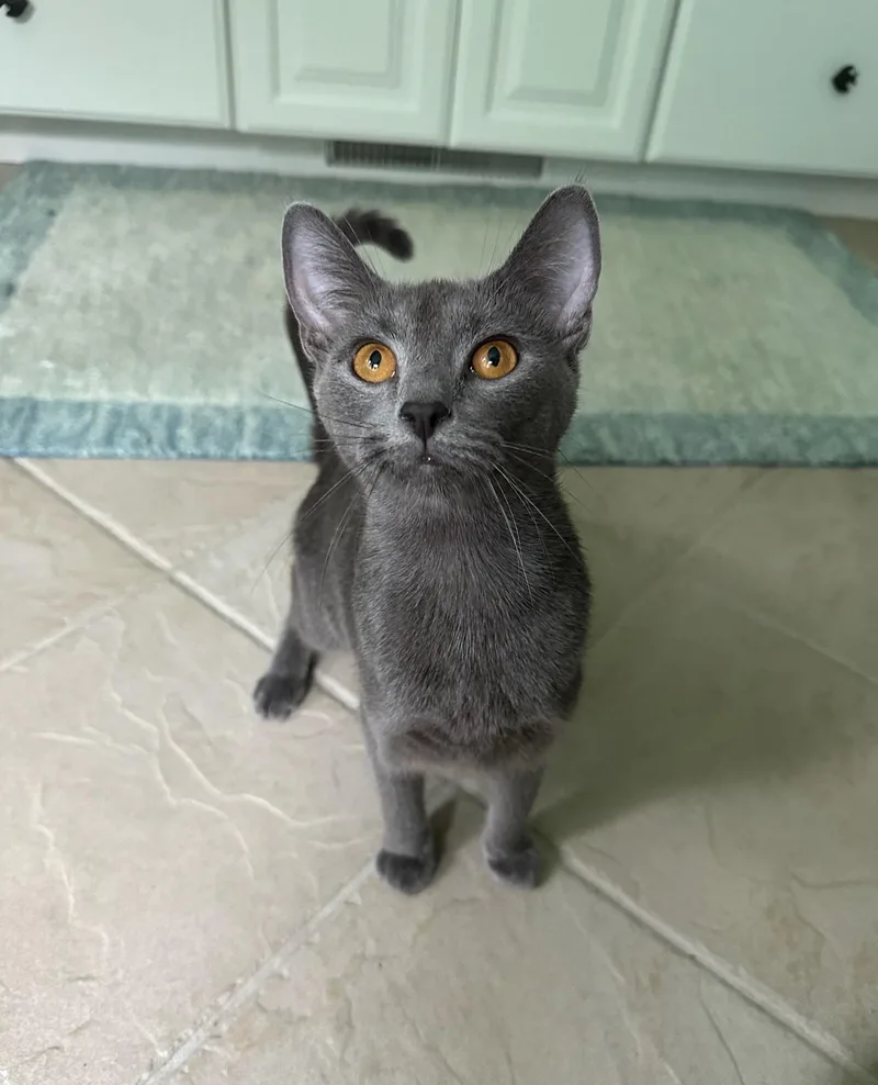 A young medium-sized female Gray / Blue / Silver Domestic Short Hair cat named Winry for adoption in Hartville, OH