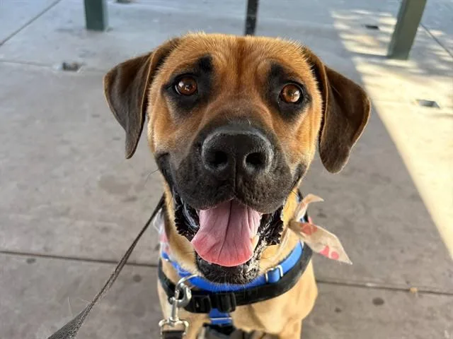 A young medium-sized male Black Mouth Cur dog named Cobie for adoption in Phoenix, AZ