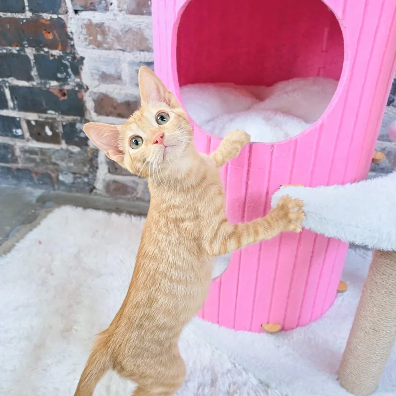 A young medium-sized female Domestic Short Hair cat named Filé for adoption in New Orleans, LA
