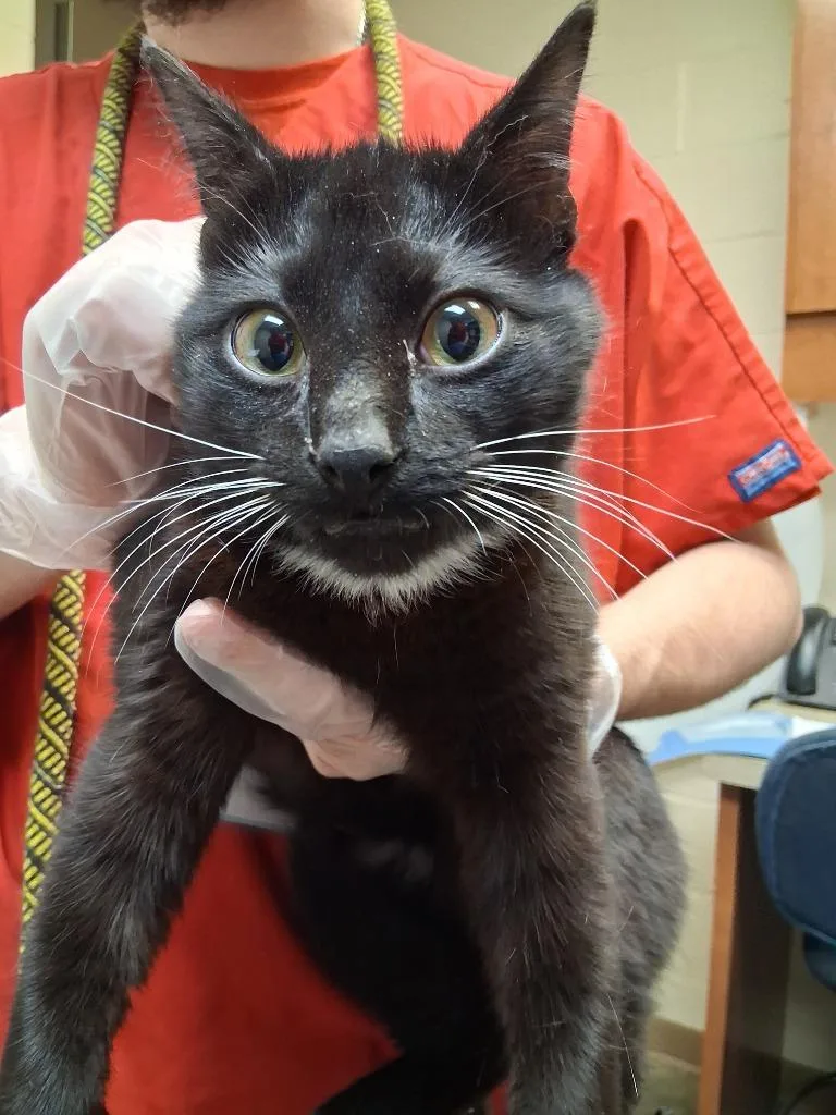 A baby medium-sized male Domestic Short Hair cat named Paws for adoption in Wintersville, OH