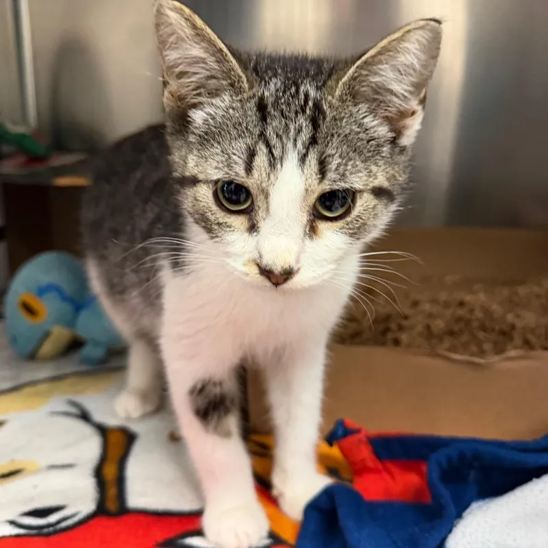 A baby small-sized male Gray / Blue / Silver Domestic Short Hair cat named McDuff for adoption in Newark, NJ