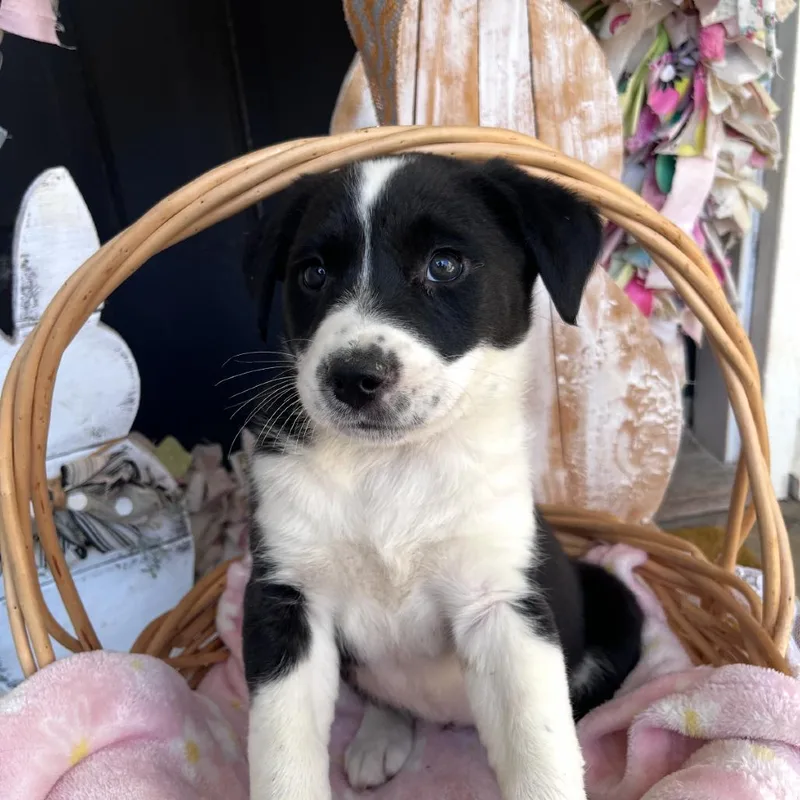 A baby medium-sized female White / Cream Mixed Breed dog named Belle for adoption in Huntsville, AL
