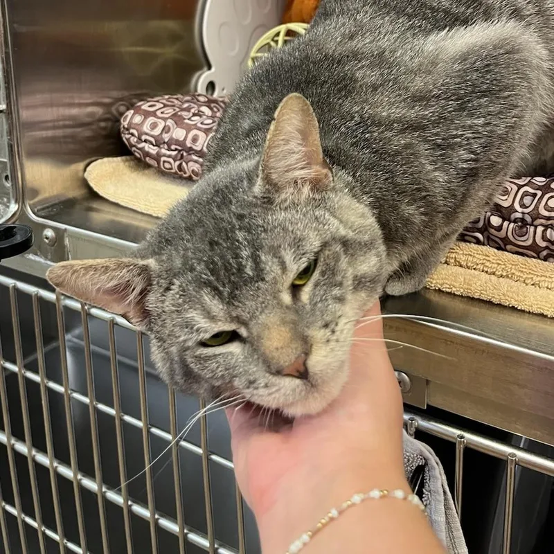 An adult large-sized male Gray / Blue / Silver Domestic Short Hair cat named Benito for adoption in Houston, TX