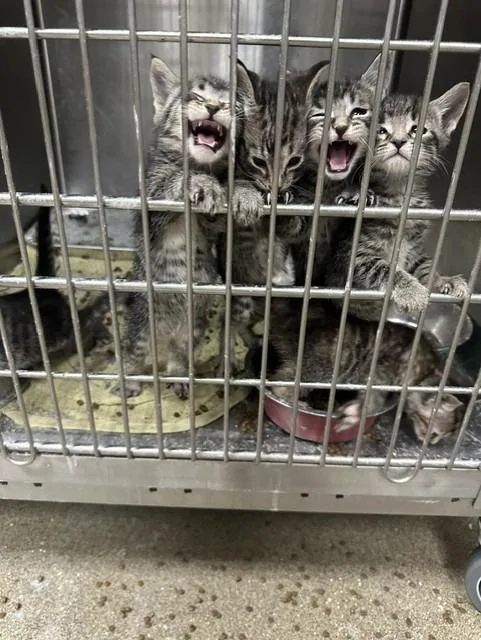 A baby small-sized male Domestic Short Hair cat named Kidney Bean for adoption in Rome, GA