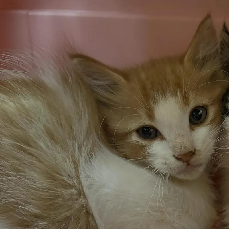 A baby small-sized male Orange / Red Domestic Short Hair cat named Chaol for adoption in Lynchburg, VA