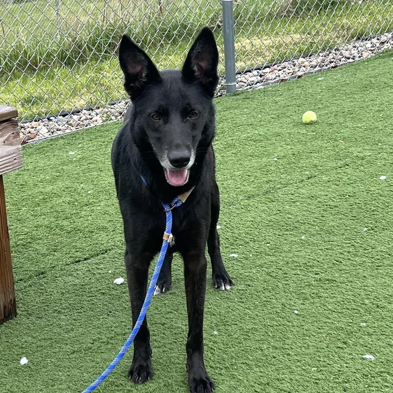 An adult large-sized male Black Labrador Retriever dog named Nino for adoption in Bristol, IN