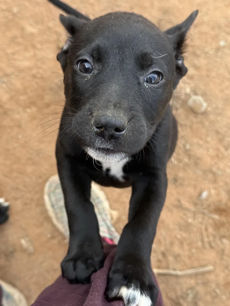 A young large-sized female Dutch Shepherd dog named Kansas for adoption in Tucson, AZ