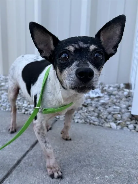 An adult small-sized female Chihuahua dog named Junie for adoption in Naples, FL