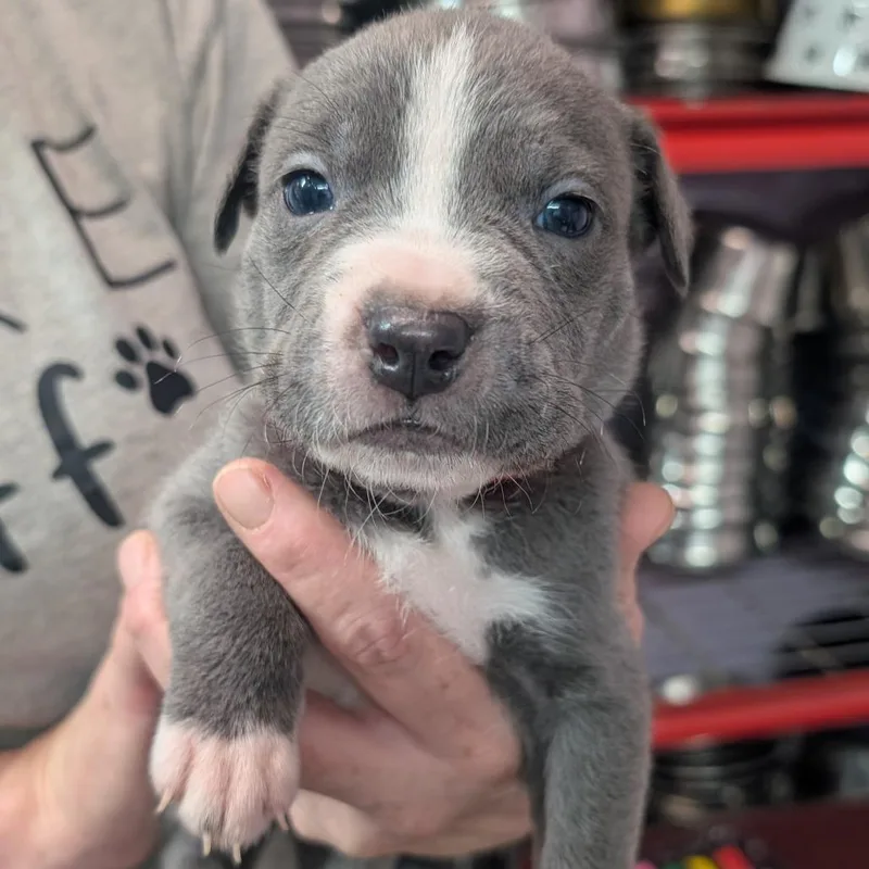 A baby medium-sized male Brown / Chocolate Pit Bull Terrier dog named Blake for adoption in Jefferson city, TN