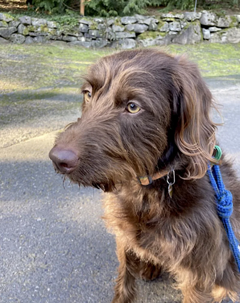 An adult medium-sized female Labradoodle dog named Bailey for adoption in Amherst, MA