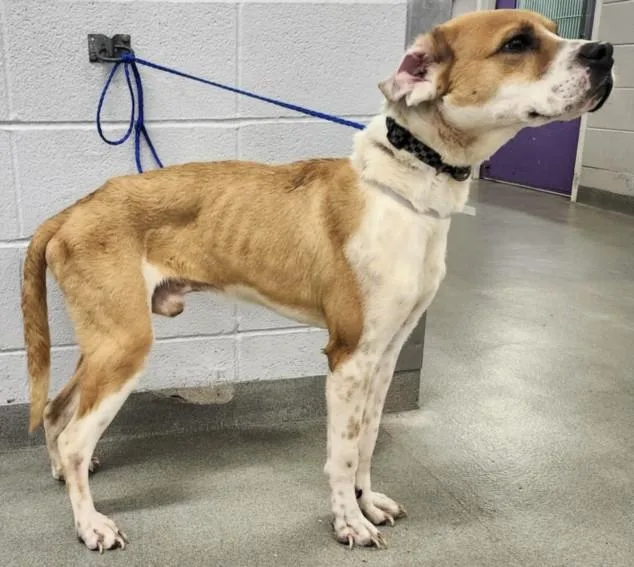 A young large-sized male Foxhound dog named Goten for adoption in Houston, TX
