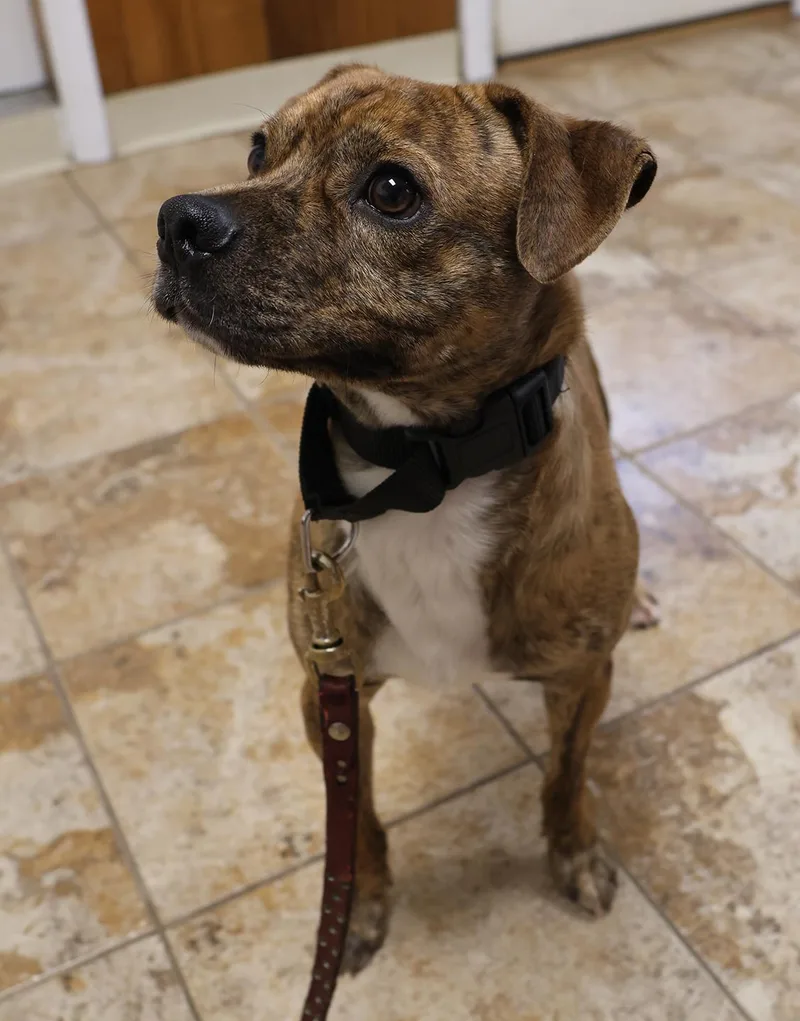 A young small-sized male Chihuahua dog named Mike for adoption in Harrison, NY