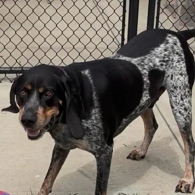 An adult large-sized male Gray / Blue / Silver Bluetick Coonhound dog named Gunner for adoption in Branford, CT