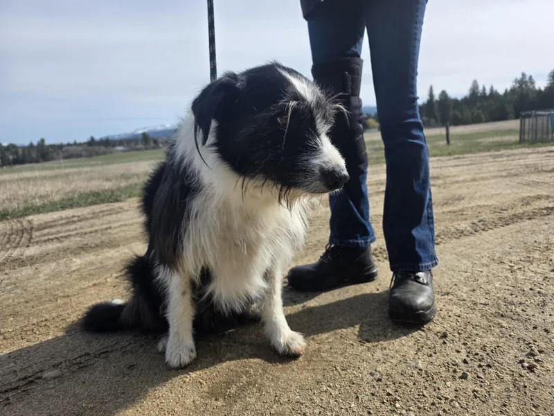 An adult medium-sized male Mixed Breed dog named Zip for adoption in McCall, ID