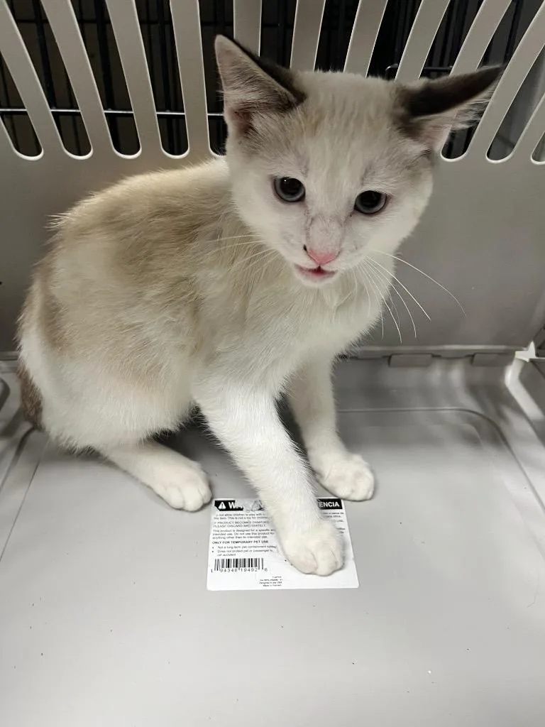A baby small-sized male Domestic Short Hair cat named Slash for adoption in Hopkinsville, KY