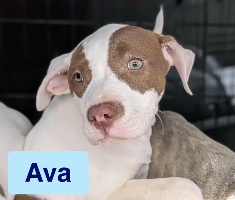 A baby medium-sized female Black American Bulldog dog named Ava for adoption in Ayden, NC