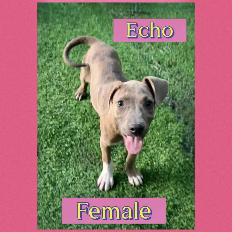 Echo