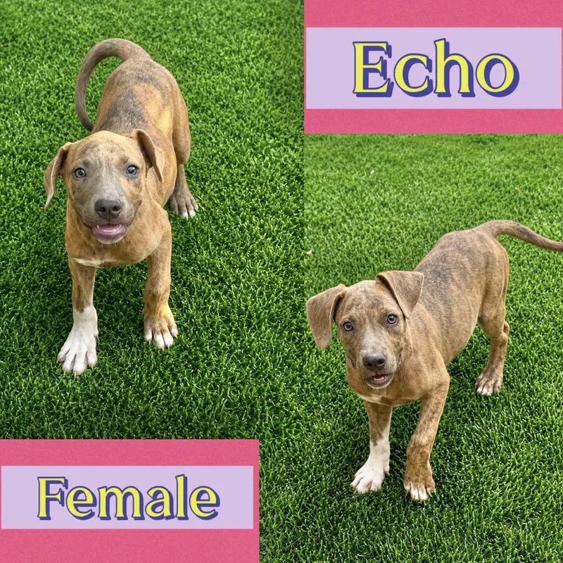 Echo thumbnail 2