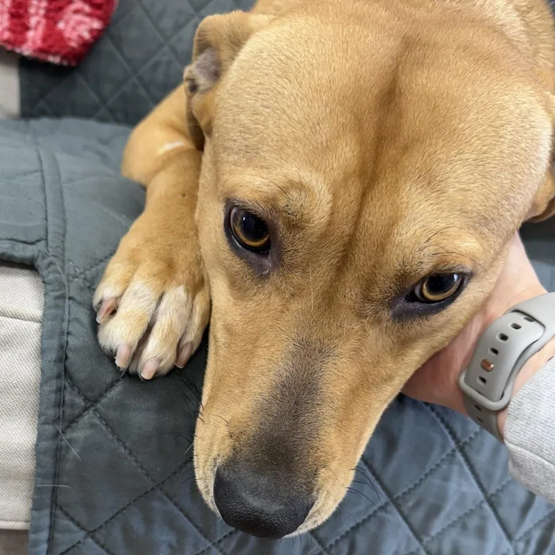 An adult large-sized female Yellow / Tan / Blond / Fawn Labrador Retriever dog named Goldie for adoption in Farmington, MO