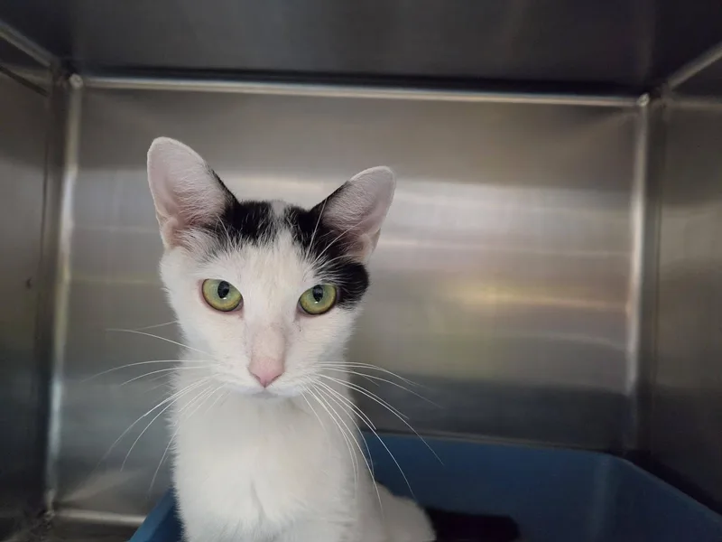 An adult medium-sized female Black & White / Tuxedo Domestic Short Hair cat named Banker for adoption in Chilton, WI