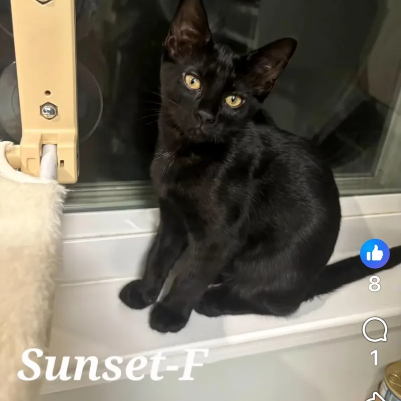 A baby medium-sized female Black Domestic Short Hair cat named Sunset for adoption in Denver, NC