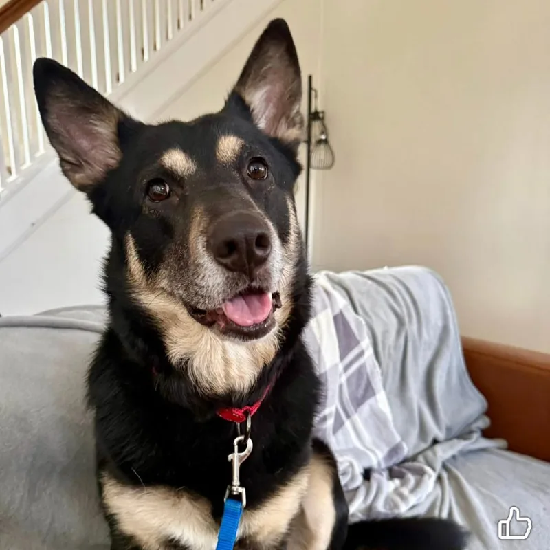 An adult large-sized female Black German Shepherd Dog dog named Sonora for adoption in Farmersville, OH