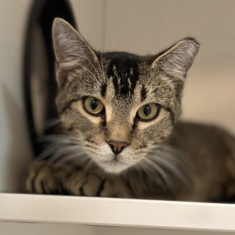 A young small-sized male Brown / Chocolate Domestic Short Hair cat named Wallace for adoption in Troy, IL