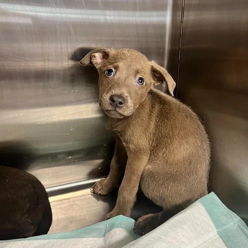 A baby small-sized male Brown / Chocolate Mixed Breed dog named Bentley for adoption in Alexandria, VA