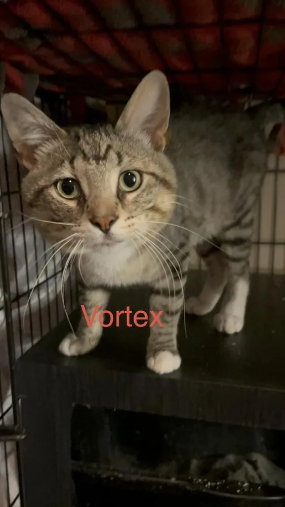 An adult medium-sized male Domestic Short Hair cat named Vortex Ne for adoption in Peoria, IL