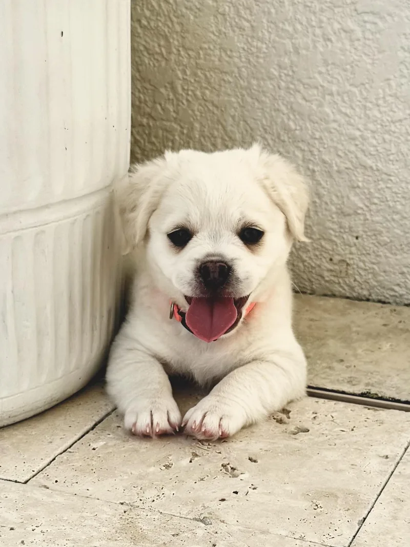 Teddy