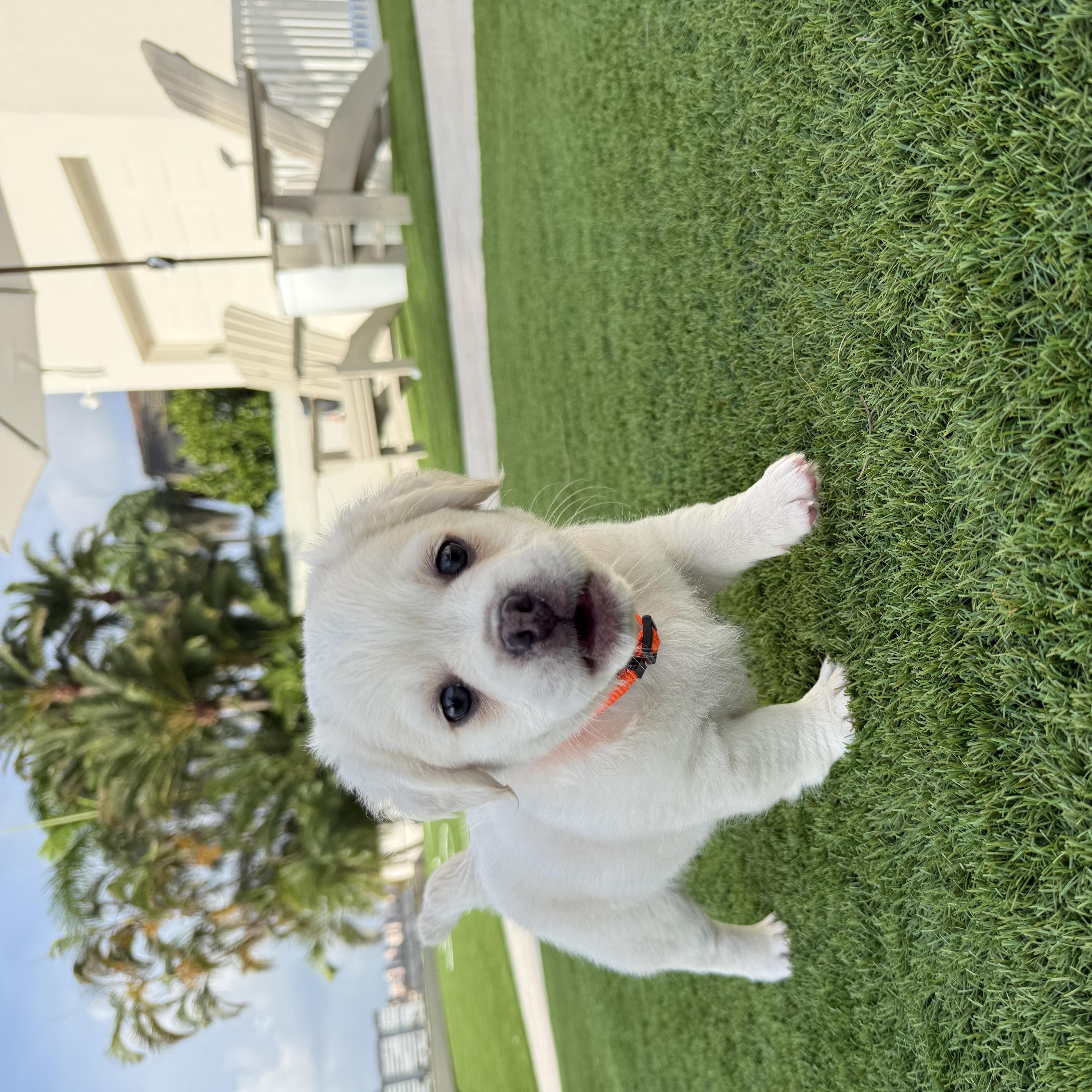Teddy thumbnail 5
