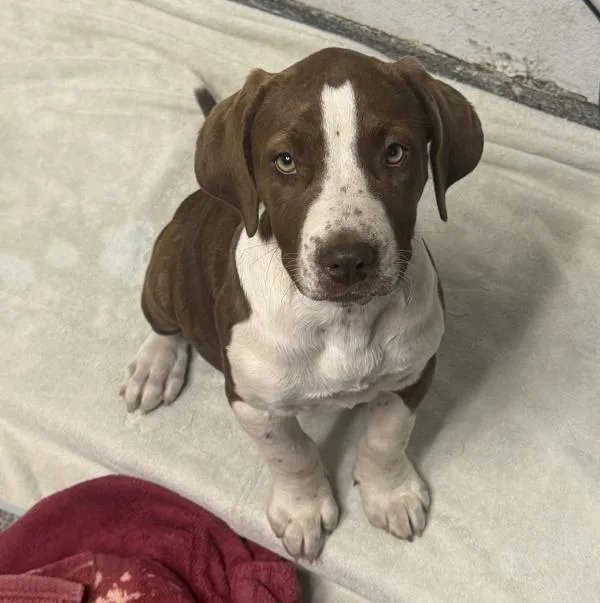 A baby medium-sized female Pit Bull Terrier dog named Alpine for adoption in Escondido, CA