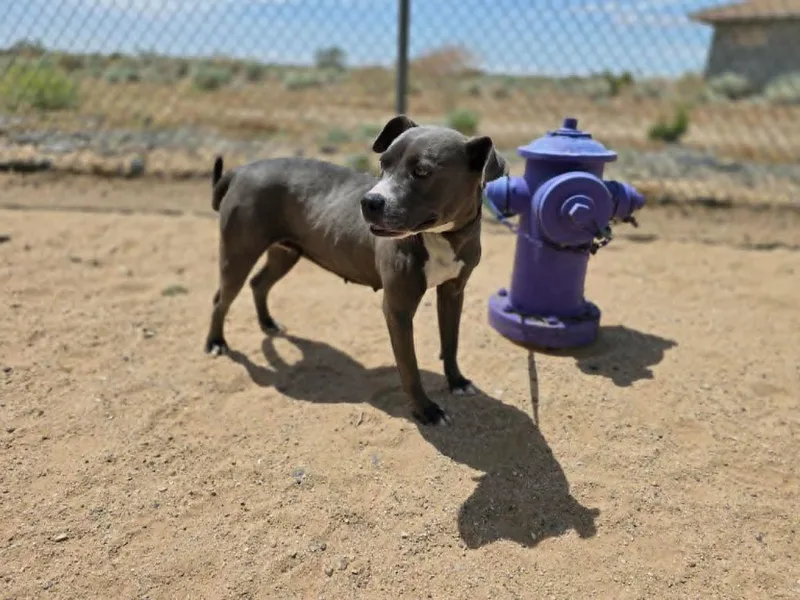 A young medium-sized female American Staffordshire Terrier dog named Jada for adoption in California City, CA