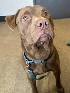 A young large-sized male Brown / Chocolate Pit Bull Terrier dog named Harry for adoption in Cleveland, OH