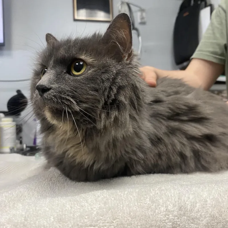 A senior large-sized female Gray / Blue / Silver Domestic Medium Hair cat named Ashley for adoption in Canastota, NY
