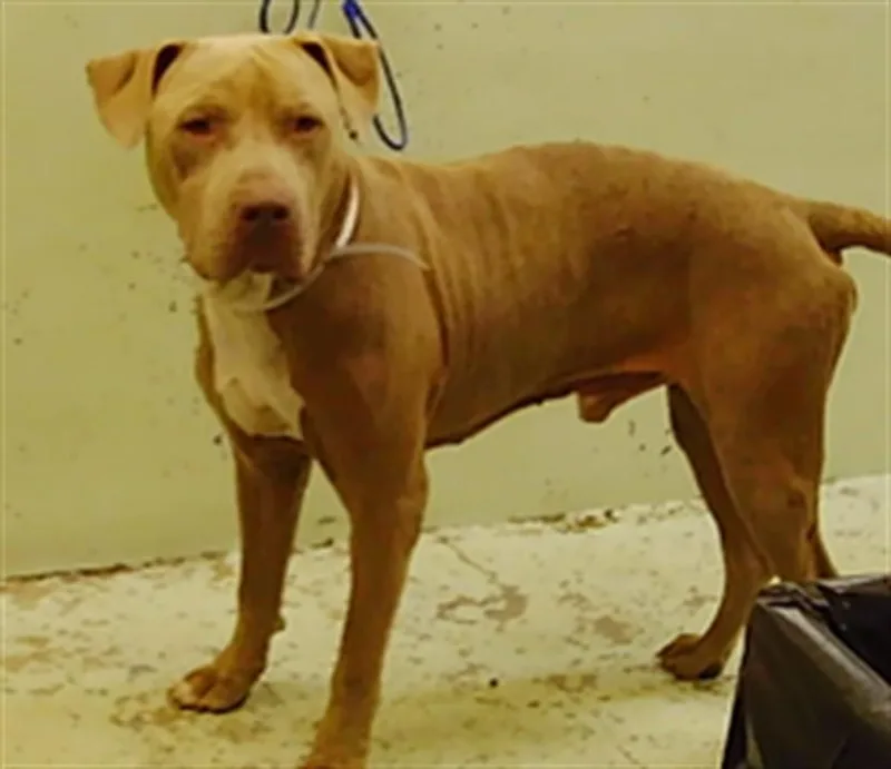 A young medium-sized male Staffordshire Bull Terrier dog named Milo for adoption in Houston, TX