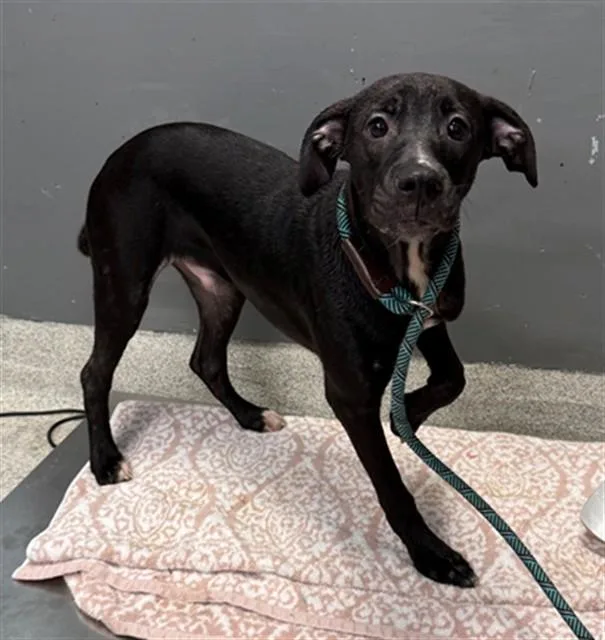 A young small-sized male Labrador Retriever dog named Luigi for adoption in Tallahassee, FL