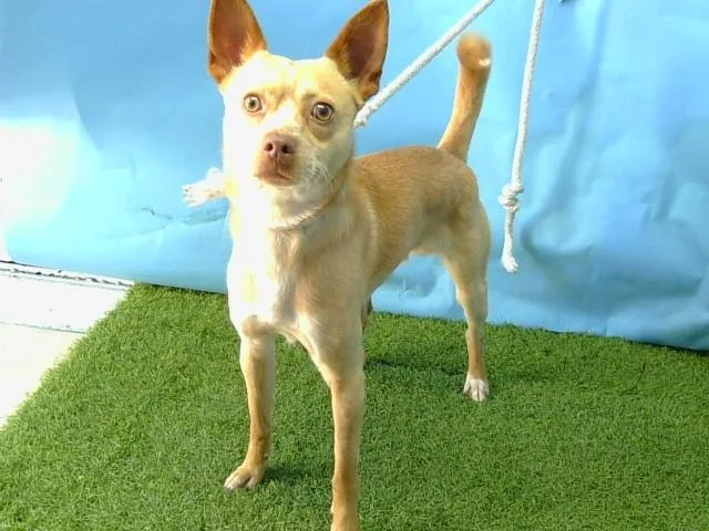 A young small-sized male Terrier dog named Scooter for adoption in Gardena, CA