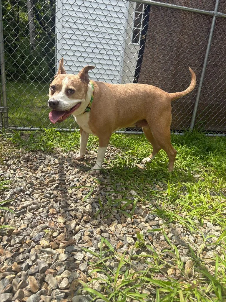 A senior large-sized female Pit Bull Terrier dog named Piper for adoption in Lunenburg, VT